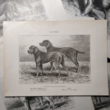 Jagdhunde, 6 Holzstiche ca, 1890