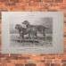 Jagdhunde, 6 Holzstiche ca, 1890