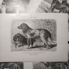 Jagdhunde, 6 Holzstiche ca, 1890