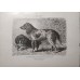 Jagdhunde, 6 Holzstiche ca, 1890