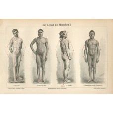 1895 NUDE MEN BODY TYPES SICILIAN ZULU JAPANESE PAPUAN Antique Engraving Print