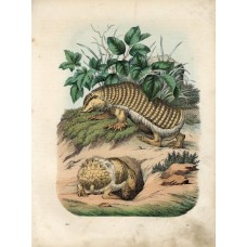 1861 ARMADILLO Das Buch der Welt Antique Lithograph Print