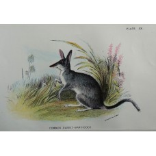 Chromolithograph published 1894 by W. H. Allen & Co., London.