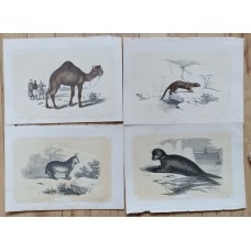 Bicknell 1851 Lot of 6 Antique Natural History Prints. Book Plates