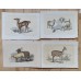 Bicknell 1851 Lot of 6 Antique Natural History Prints. Book Plates