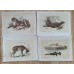Bicknell 1851 Lot of 6 Antique Natural History Prints. Book Plates