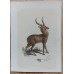 Bicknell 1851 Lot of 6 Antique Natural History Prints. Book Plates