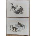 Bicknell 1851 Lot of 6 Antique Natural History Prints. Book Plates