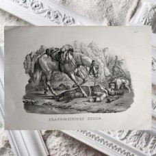 Schinz 1827 Lot of 3 Folio Horse Prints. Book Plates