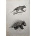 Schinz 1827 Lot of 3 Folio Prints. Rabbit, Porcupine, Squirrel. Book Plates