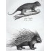 Schinz 1827 Lot of 3 Folio Prints. Rabbit, Porcupine, Squirrel. Book Plates