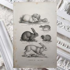 Schinz 1827 Lot of 3 Folio Prints. Rabbit, Porcupine, Squirrel. Book Plates