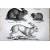 Schinz 1827 Lot of 3 Folio Prints. Rabbit, Porcupine, Squirrel. Book Plates