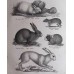 Schinz 1827 Lot of 3 Folio Prints. Rabbit, Porcupine, Squirrel. Book Plates