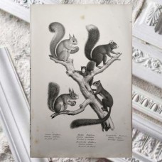 Schinz 1827 Lot of 3 Folio Prints. Rabbit, Porcupine, Squirrel. Book Plates