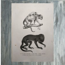 Schinz 1827 Lot of 4 Folio Monkeys & Lemur Prints. Book Plates