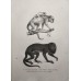 Schinz 1827 Lot of 4 Folio Monkeys & Lemur Prints. Book Plates