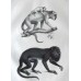 Schinz 1827 Lot of 4 Folio Monkeys & Lemur Prints. Book Plates