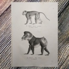 Schinz 1827 Lot of 4 Folio Monkeys & Lemur Prints. Book Plates
