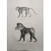 Schinz 1827 Lot of 4 Folio Monkeys & Lemur Prints. Book Plates