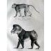 Schinz 1827 Lot of 4 Folio Monkeys & Lemur Prints. Book Plates