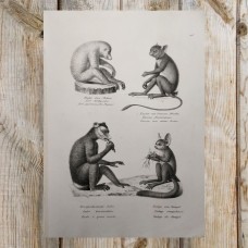 Schinz 1827 Lot of 4 Folio Monkeys & Lemur Prints. Book Plates