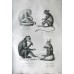 Schinz 1827 Lot of 4 Folio Monkeys & Lemur Prints. Book Plates