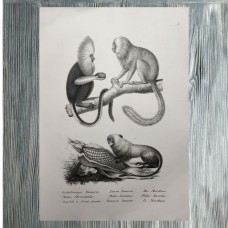 Schinz 1827 Lot of 4 Folio Monkeys & Lemur Prints. Book Plates