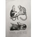 Schinz 1827 Lot of 4 Folio Monkeys & Lemur Prints. Book Plates