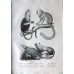 Schinz 1827 Lot of 4 Folio Monkeys & Lemur Prints. Book Plates
