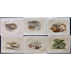 Bicknell 1851 Lot of 6 Antique Natural History Prints. Book Plates