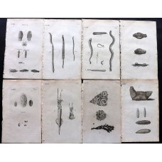 Pennant 1770 Lot of 13 Antique Sea Life Prints. Book Plates