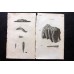 Pennant 1770 Lot of 13 Antique Sea Life Prints. Book Plates