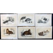Bicknell 1851 Lot of 6 Antique Natural History Prints. Book Plates