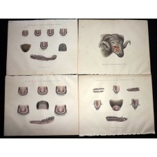 Miles C1870 Lot of 5 Hand Col Prints. Livestock Teeth, Disease. Book Plates
