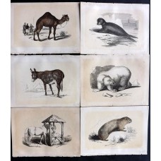 Bicknell 1851 Lot of 6 Antique Natural History Prints. Book Plates