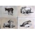 Bicknell 1851 Lot of 6 Antique Natural History Prints. Book Plates