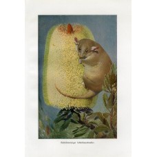 Antique German zoological lithograph 