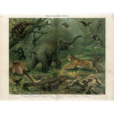 Antique German zoological chromolithograph 