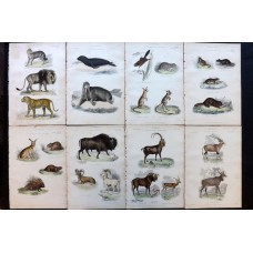 1862 Natural History Animal Antique Prints Richardson Book Plates Illustration