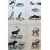 1862 Natural History Animal Antique Prints Richardson Book Plates Illustration
