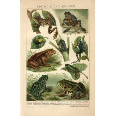 1895 Frogs And Toads Antique Print Chromolithograph German Natural History Illustration Brehm