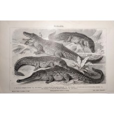 1895 Crocodiles Antique Print Chromolithograph German Natural History Illustration Brehm