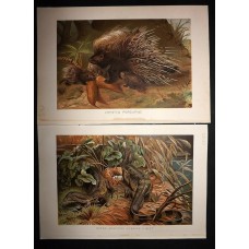 1895 Porcupine & Water Monitor Lizards Natural History Antique Prints Lydekker Book Plates Illustration