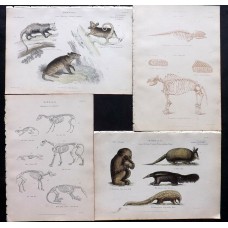 1862 Lot of 4 Antique Natural History Antique Prints Richardson Book Plates Illustration