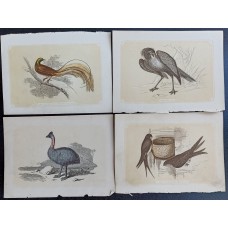 30 antique colored lithographs of animals, birds, fish from a book by W. I. B.