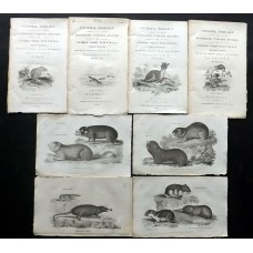 1800 Lot of 8 Antique Natural History Antique Prints George Shaw Book Plates Illustration