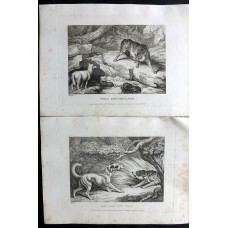 Samuel Howitt 1811 Pair of Antique Prints. Wolf & Dog Etchings. Book Plates