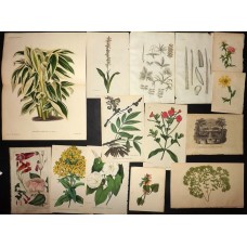 Botanical Prints 19th Cent. Mixed Lot of 14 Engravings and Lithos. Book Plates
