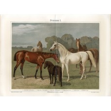 1887 Horses Horse Breeds Shetland Pony Antique Print Chromolithograph German Natural History Illustration Brehm